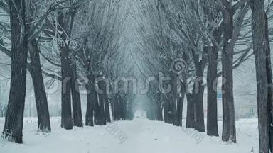 寒冷城市雪树巷背景下的冬季暴风雪。 冬季景观雪，而暴风雪在树巷